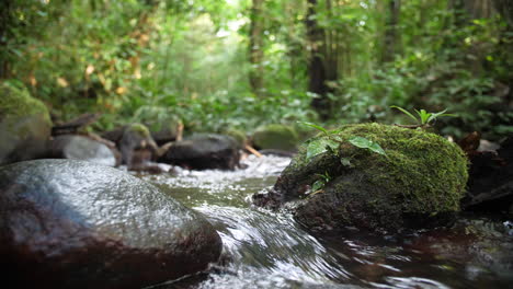 Fluss-In-Zeitlupe,-Der-Im-Amazonas-Wald-Saul-Französisch-Guayana-Fließt.